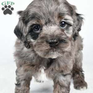 nora, Cockapoo Puppy