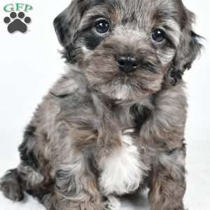 nora, Cockapoo Puppy