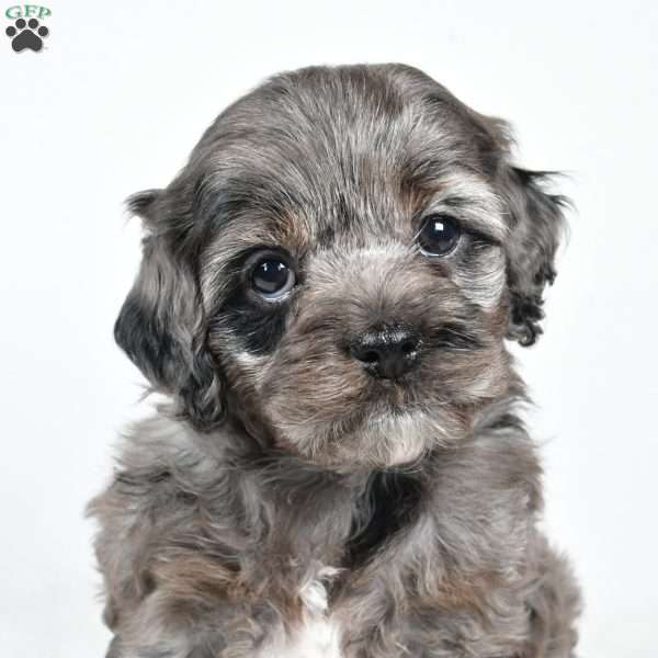 nora, Cockapoo Puppy