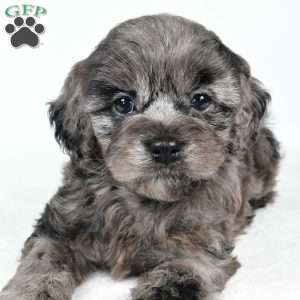 paisley, Cockapoo Puppy