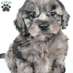 paisley, Cockapoo Puppy