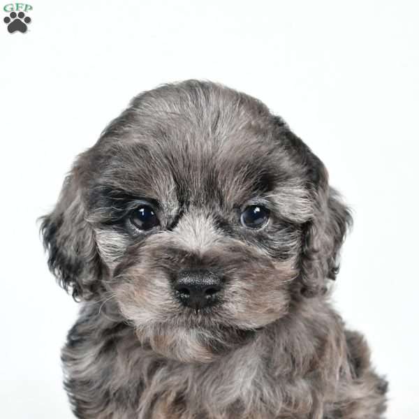 paisley, Cockapoo Puppy