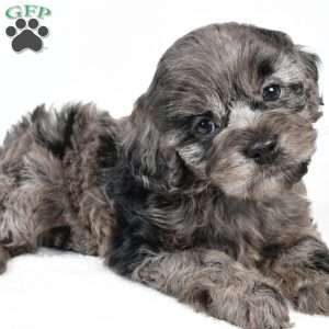 paisley, Cockapoo Puppy