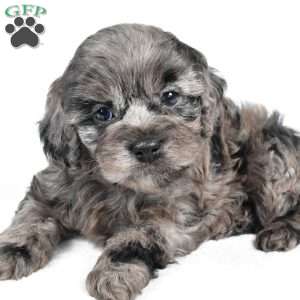 paisley, Cockapoo Puppy