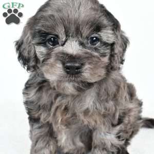 paisley, Cockapoo Puppy