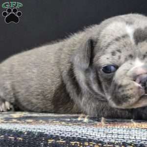 Koko, Frenchton Puppy