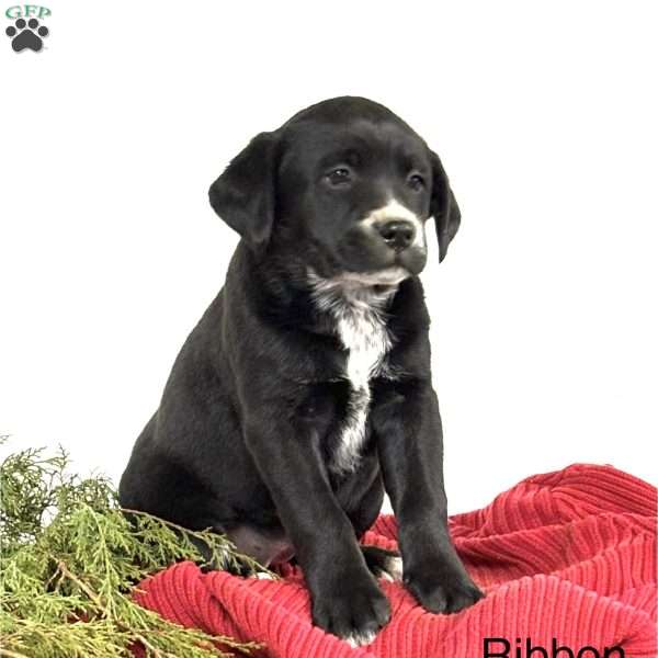 Ribbon, Blue Heeler Mix Puppy