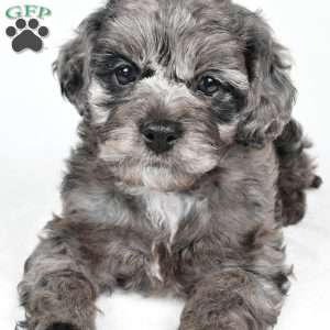 rowan, Cockapoo Puppy