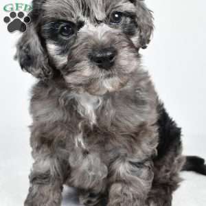 rowan, Cockapoo Puppy