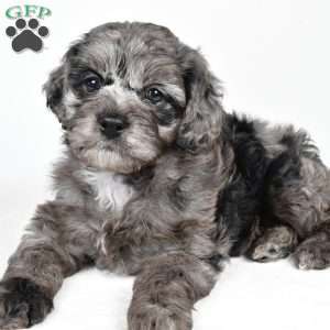 rowan, Cockapoo Puppy