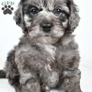 rowan, Cockapoo Puppy