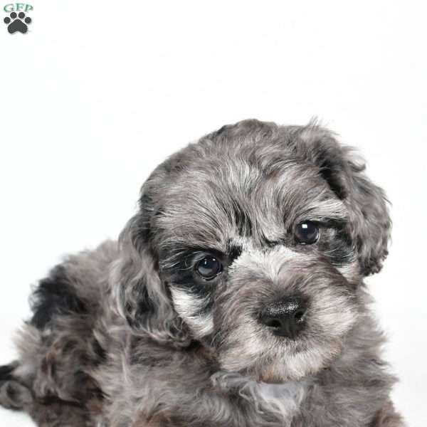 rowan, Cockapoo Puppy