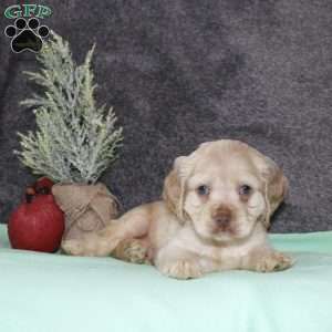 Sammy, Cocker Spaniel Puppy