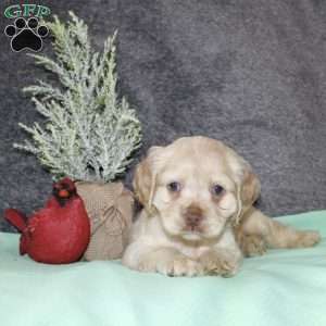 Sammy, Cocker Spaniel Puppy