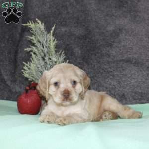 Sammy, Cocker Spaniel Puppy
