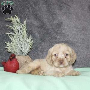 Sheila, Cocker Spaniel Puppy