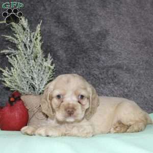 Sheila, Cocker Spaniel Puppy