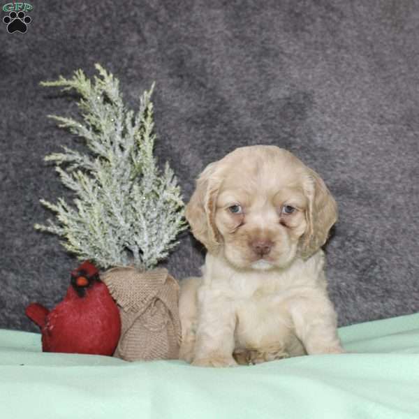 Sheila, Cocker Spaniel Puppy