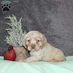Sheila, Cocker Spaniel Puppy