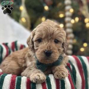 Sid, Mini Goldendoodle Puppy