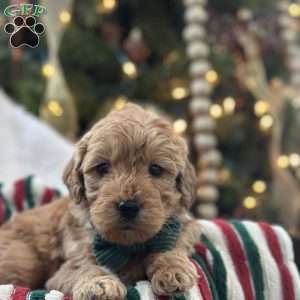 Sid, Mini Goldendoodle Puppy