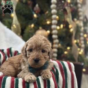 Sid, Mini Goldendoodle Puppy