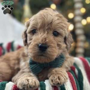 Sid, Mini Goldendoodle Puppy