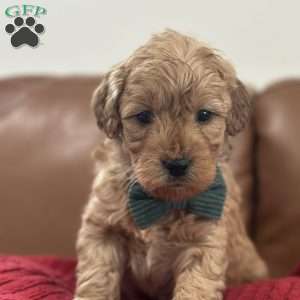 Sid, Mini Goldendoodle Puppy