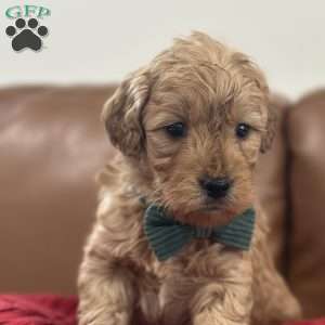 Sid, Mini Goldendoodle Puppy