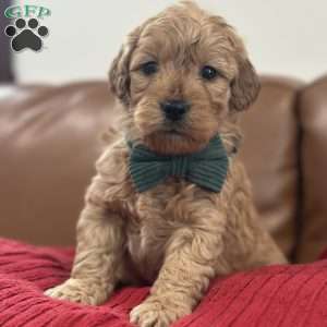 Sid, Mini Goldendoodle Puppy