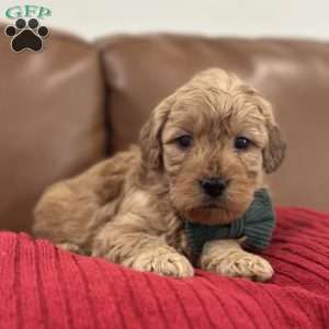 Sid, Mini Goldendoodle Puppy