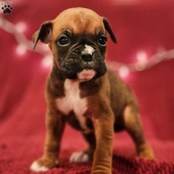 Pansy, Boxer Puppy