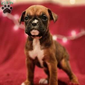 Pansy, Boxer Puppy