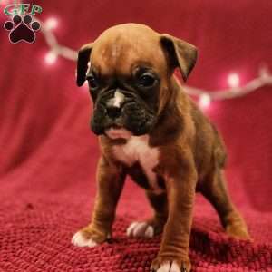 Pansy, Boxer Puppy