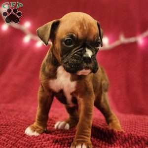 Pansy, Boxer Puppy