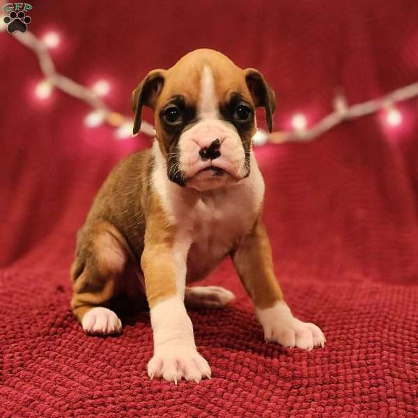 Hank, Boxer Puppy