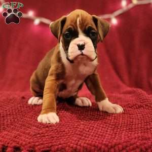 Max, Boxer Puppy