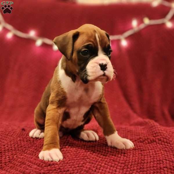 Max, Boxer Puppy