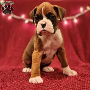 Max, Boxer Puppy