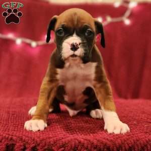 Milo, Boxer Puppy