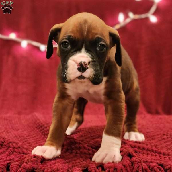 Milo, Boxer Puppy