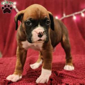 Milo, Boxer Puppy