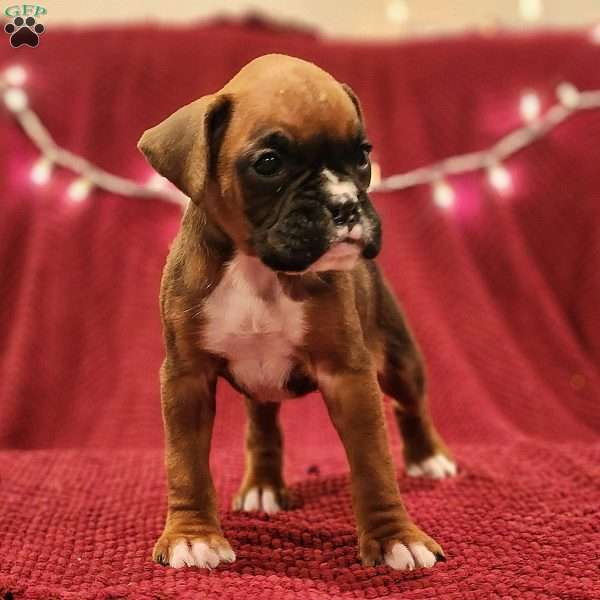 Princess, Boxer Puppy