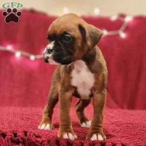 Princess, Boxer Puppy