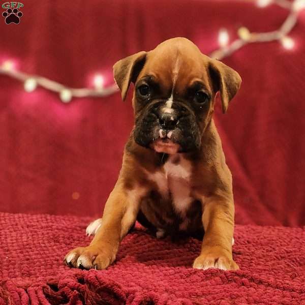 Duke, Boxer Puppy