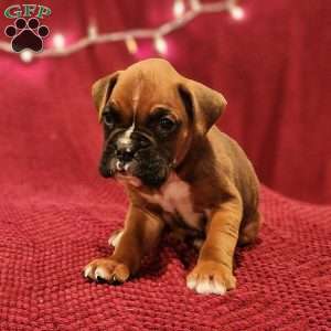Duke, Boxer Puppy