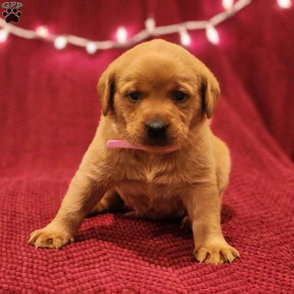 Bella, Fox Red Labrador Retriever Puppy