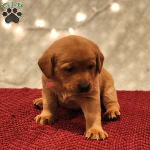 Bella, Fox Red Labrador Retriever Puppy