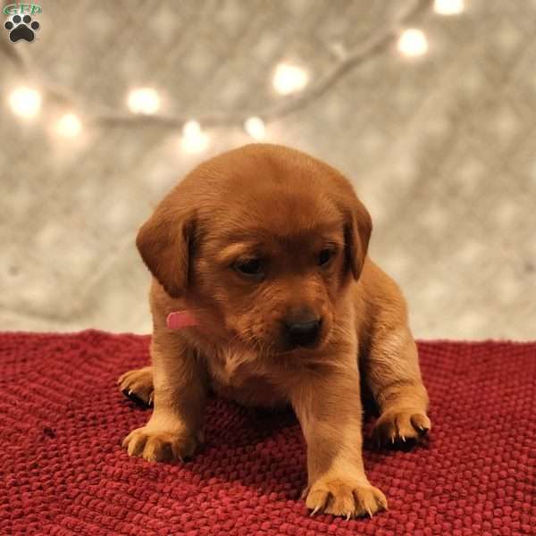 Bella, Fox Red Labrador Retriever Puppy