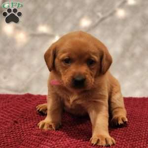 Bella, Fox Red Labrador Retriever Puppy